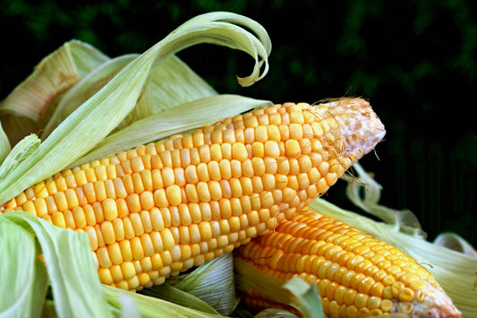 Corn Starch-Based Compostable Bags: A Green Revolution in Sustainable Packaging - 1everest